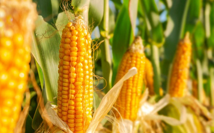 Sản lượng ngô ở Mỹ dự báo kỷ lục, nông dân lo giá rớt