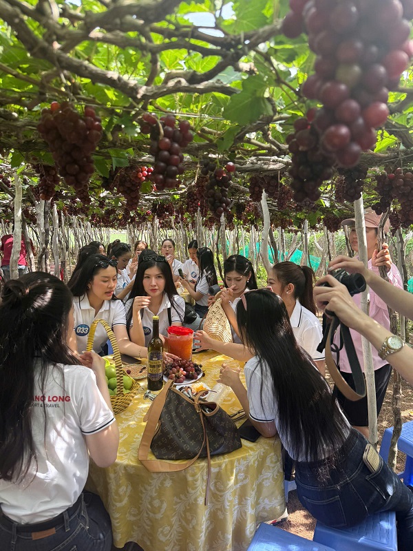 Các thí sinh tham quan vườn nho Thanh Thủy- Làng Nho Thái An Các thí sinh tham quan vườn nho Thanh Thủy- Làng Nho Thái An