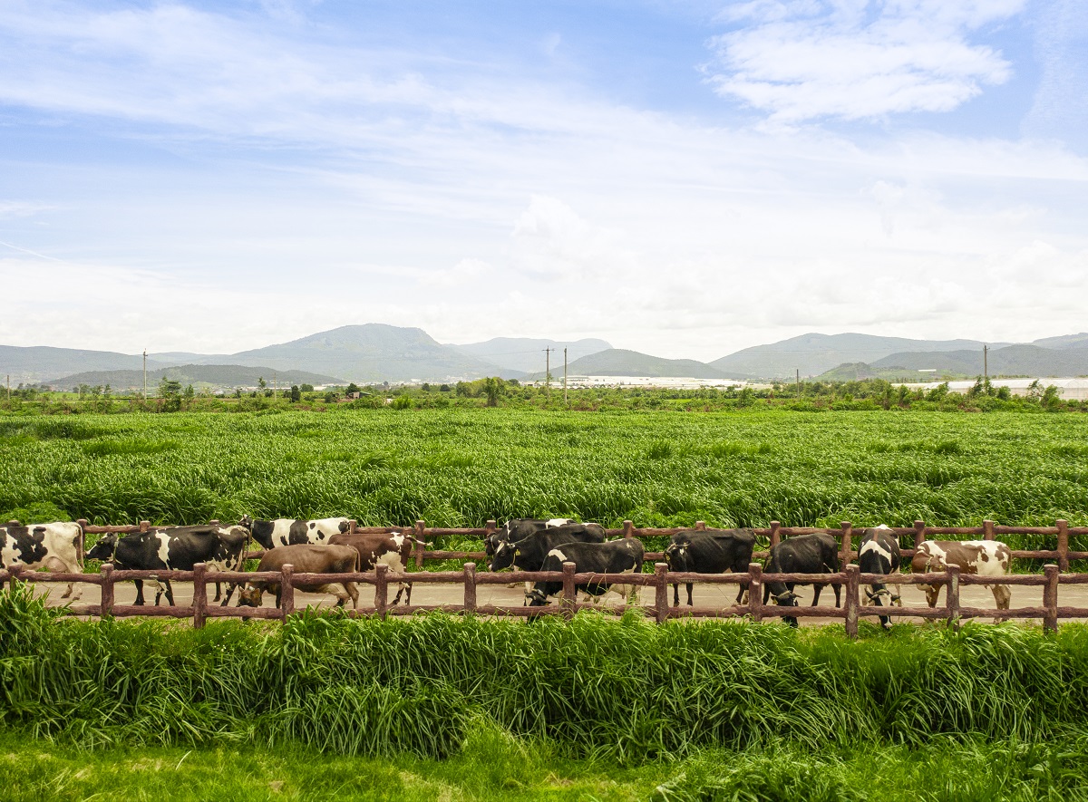 Các sản phẩm xanh, sản xuất theo tiêu chí thân thiện với môi trường của Vinamilk được nhiều người mua hàng (buyer) quốc tế quan tâm tại Triển lãm Vietnam International Sourcing 2025.