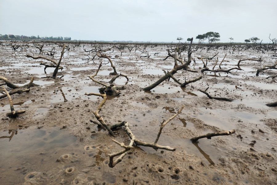 Mục tiêu dự án là thiết lập rừng phòng hộ thiên tai góp phần phòng chống sa mạc hóa ven biển Hà Tĩnh.