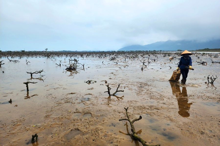 Hàng chục ha rừng ngập mặn ven biển phường Hải Ninh, tỉnh Hà Tĩnh bị chết trong những năm gần đây.
