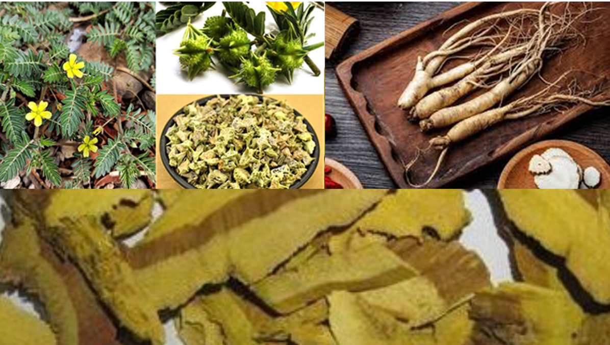 Hỗ trợ sinh lý nam giới từ y học cổ truyền đang được nhiều người áp dụng Hỗ trợ sinh lý nam giới từ y học cổ truyền đang được nhiều người áp dụng