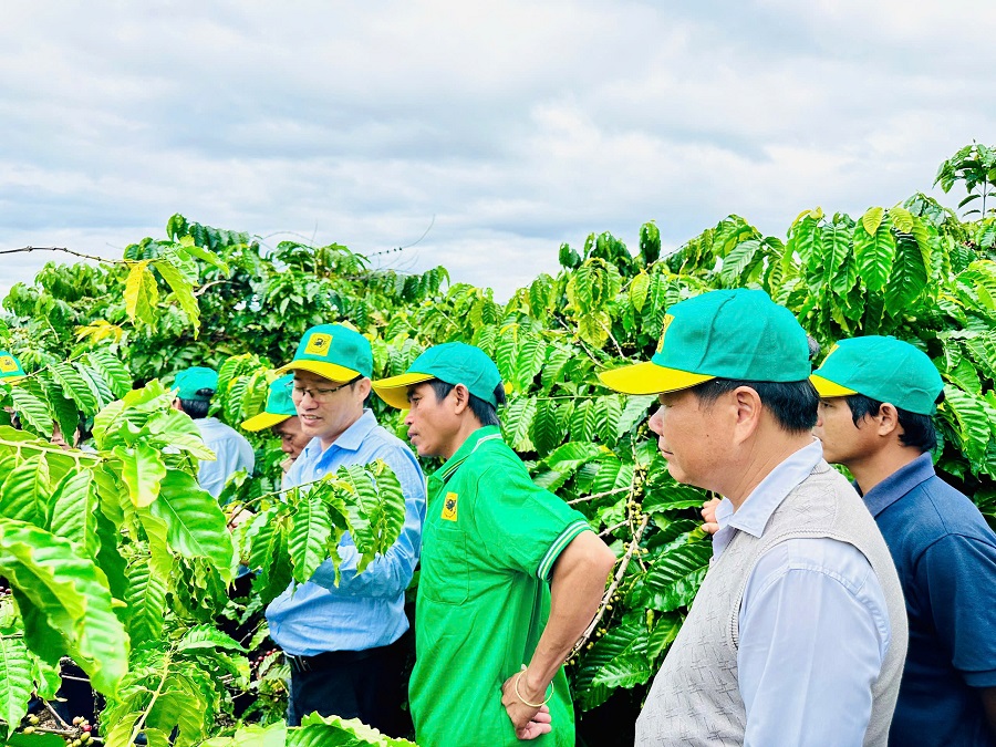 : Chương trình canh tác cà phê thông minh sẽ không hạn chế ở các nội dung đặt ra ban đầu mà luôn được điều chỉnh theo thực tiễn sản xuất cũng như nhu cầu của người sản xuất nhằm đáp ứng các yêu cầu về sự bền vững, thích ứng với biến đổi khí hậu và thị trường : Chương trình canh tác cà phê thông minh sẽ không hạn chế ở các nội dung đặt ra ban đầu mà luôn được điều chỉnh theo thực tiễn sản xuất cũng như nhu cầu của người sản xuất nhằm đáp ứng các yêu cầu về sự bền vững, thích ứng với biến đổi khí hậu và thị trường