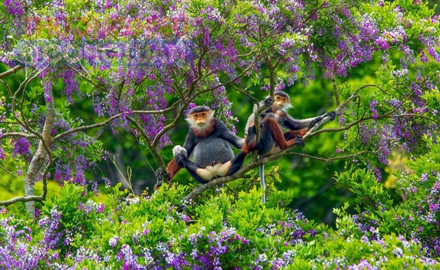 Voọc chà vá chân nâu Sơn Trà . Ảnh Huỳnh Sơn