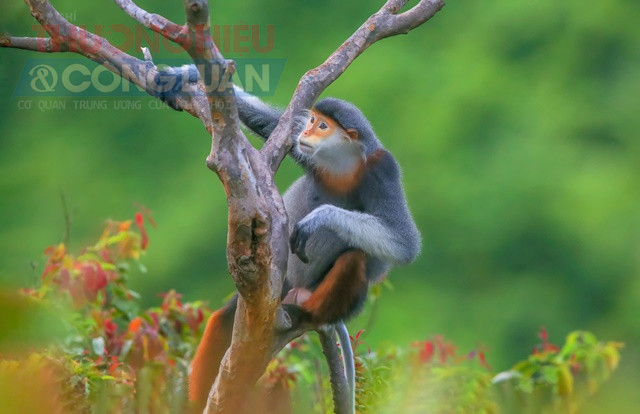 Voọc chà vá chân nâu Sơn Trà . Ảnh Huỳnh Sơn.