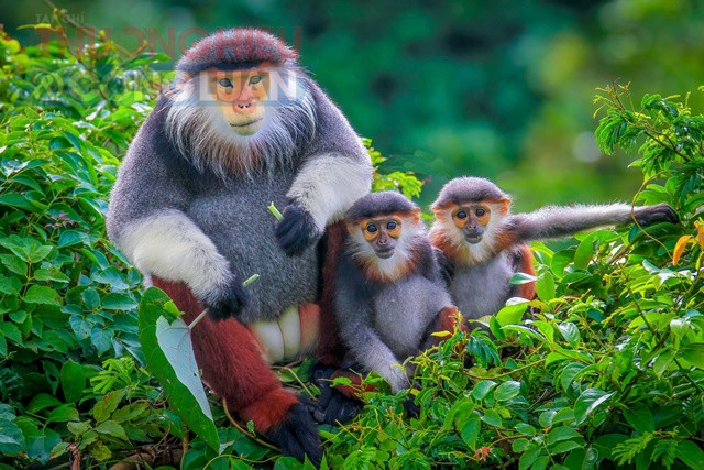 Voọc chà vá chân nâu Sơn Trà . Ảnh Huỳnh Sơn