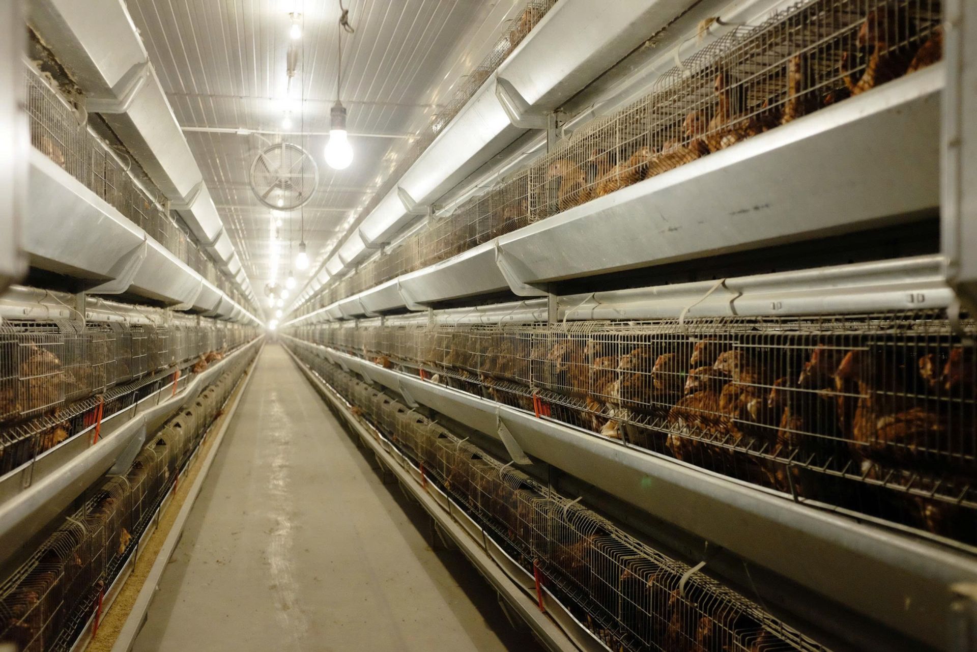 Nông nghiệp Hòa Phát chính thức nộp hồ sơ chào bán cổ phiếu lần đầu ra công chúng