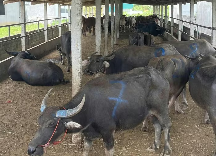 Số trâu, bò này không có hóa đơn, chứng từ, không qua kiểm dịch thú y.