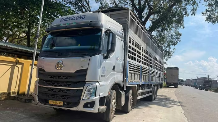 Ô tô tải chở 48 con trâu không rõ nguồn gốc, không có giấy chứng nhận kiểm dịch. (Ảnh: baonghean.vn)