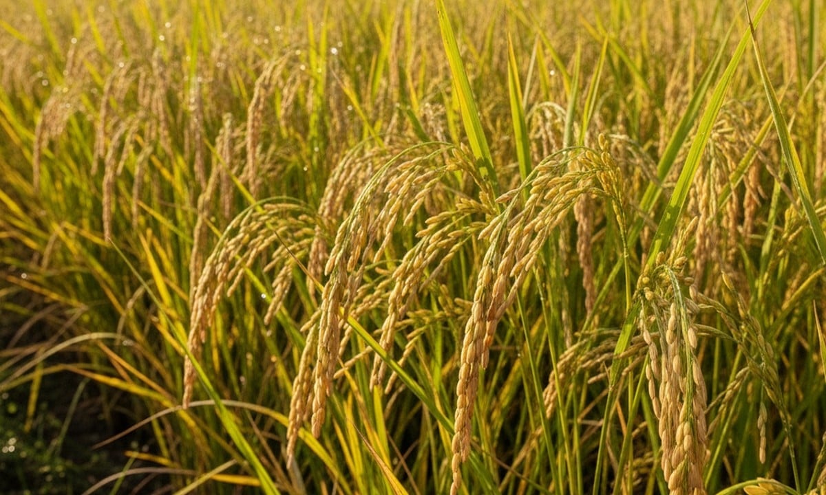 Giá lúa gạo hôm nay ngày 19/9: Lúa tươi có xu hướng tăng. (Ảnh minh họa)
