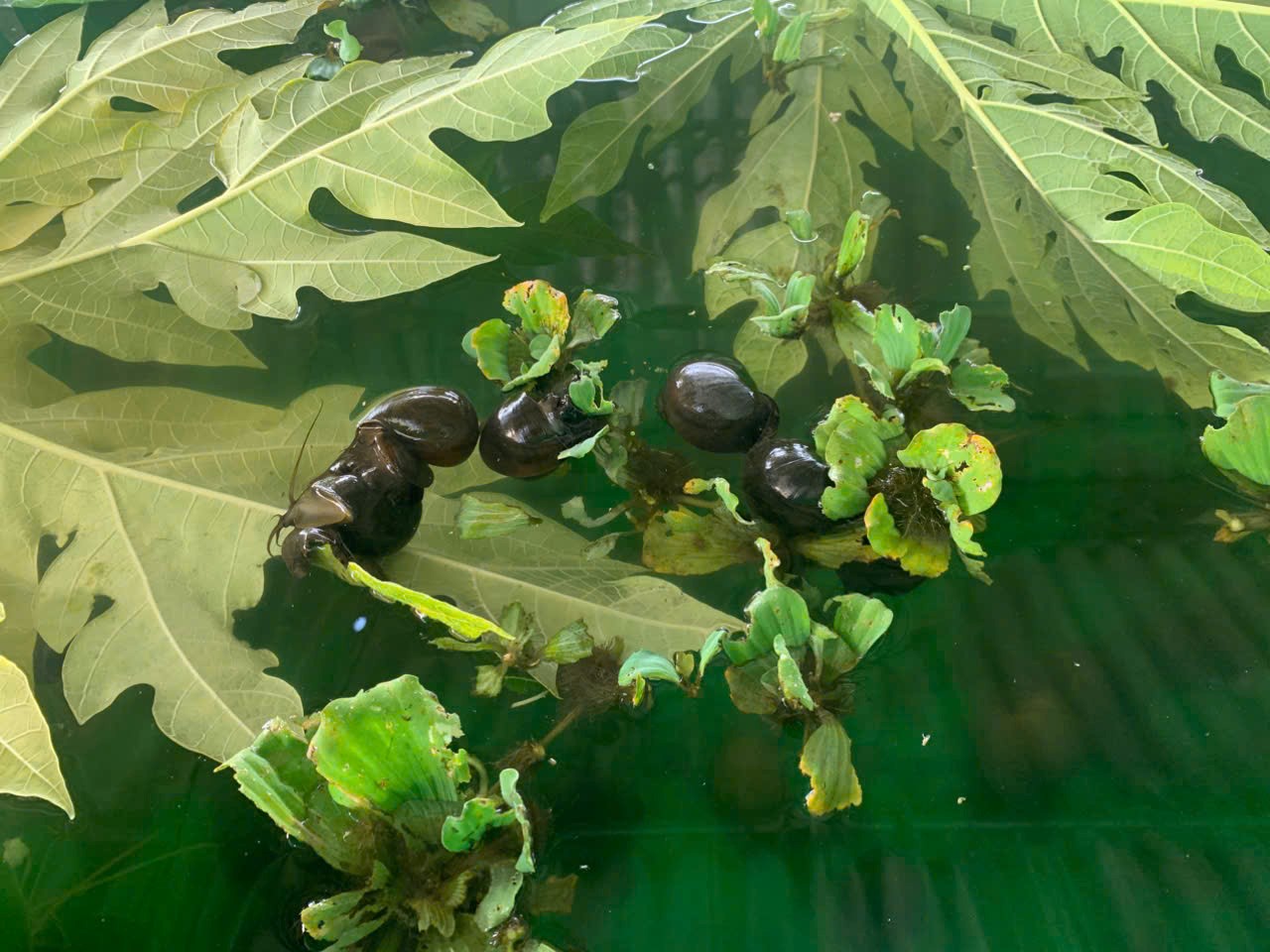 Nuôi ốc nhồi thương phẩm mang lại hiệu quả kinh tế cao.