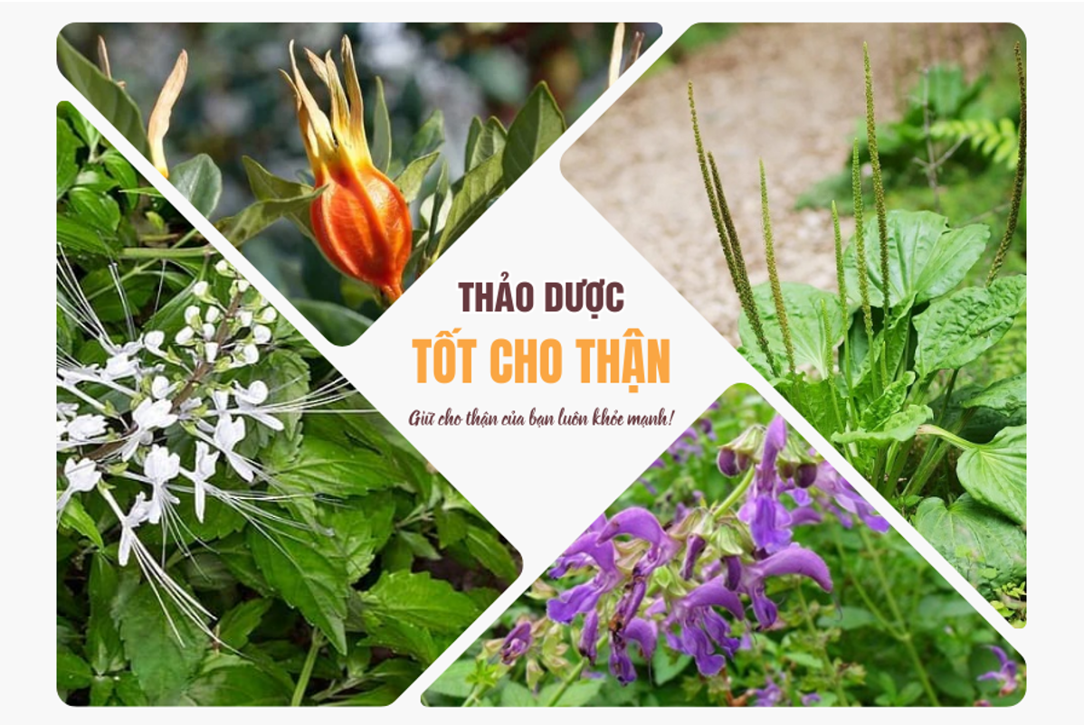 Các thảo dược hỗ trợ điều trị và phòng ngừa suy thận