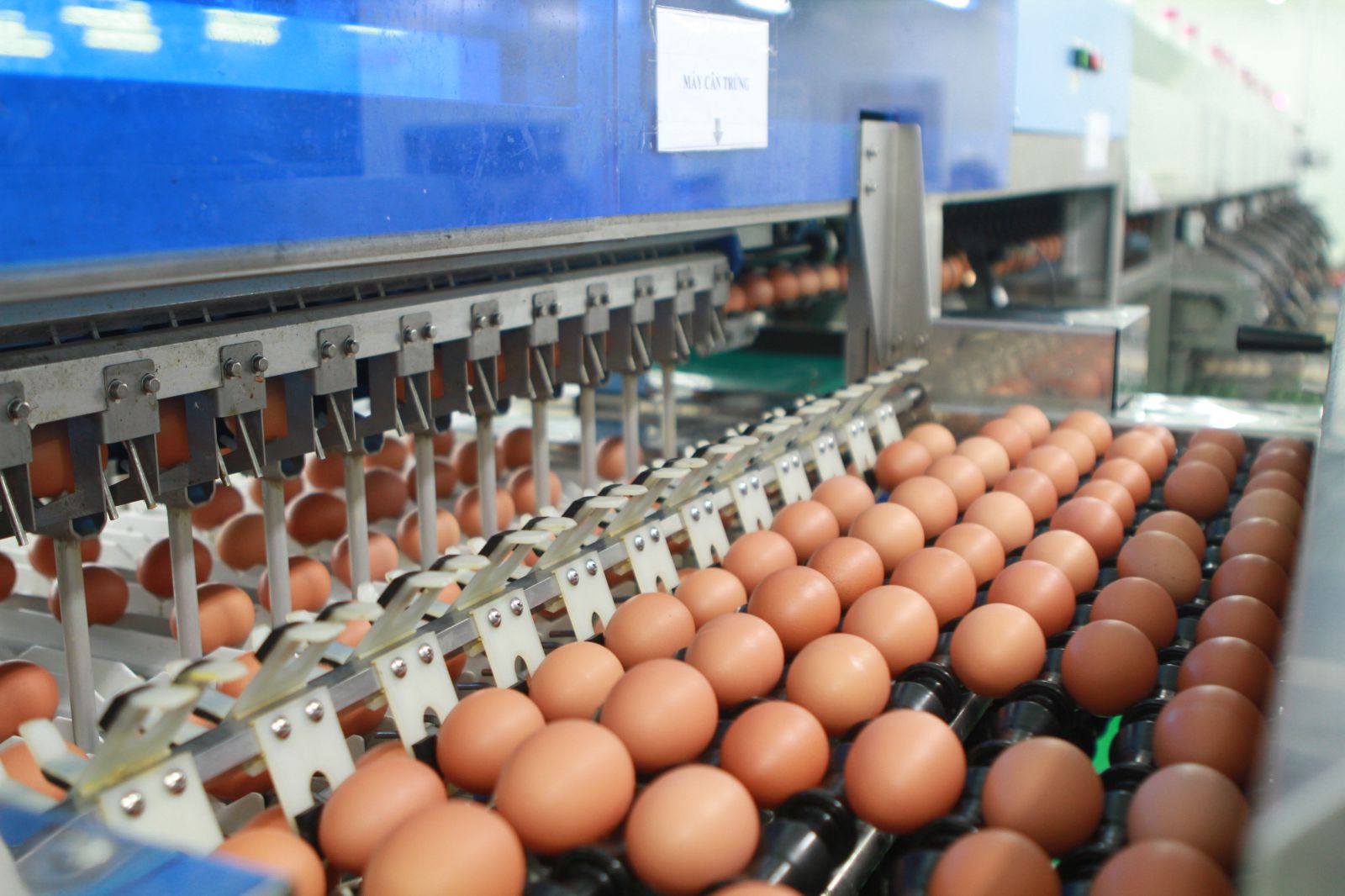 Việt Nam dự kiến nhập gần 1 triệu trứng gia cầm trong năm tới