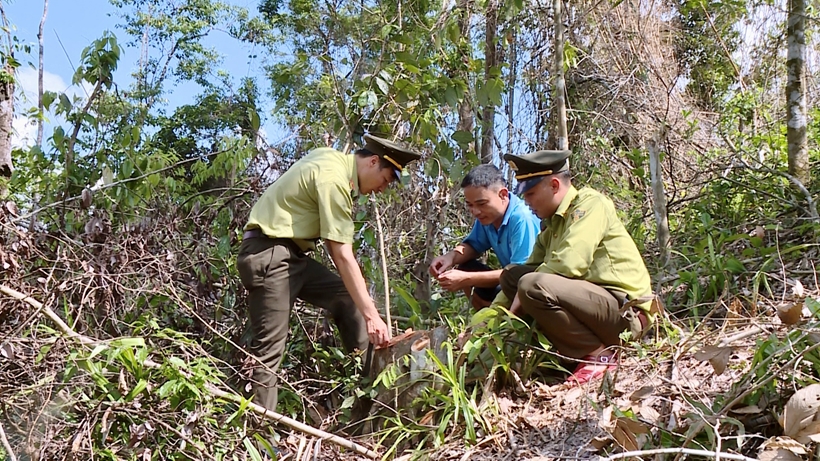 Lực lượng Kiểm lâm Thanh Hóa phát hiện và xử phạt một vụ khai thác rừng trái phép