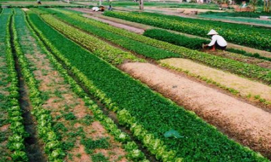 Đất nông nghiệp chưa có Giấy chứng nhận, bồi thường thế nào?