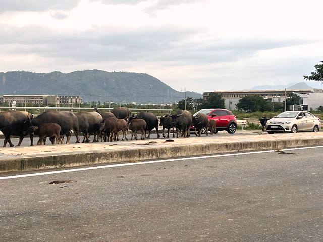 Đà Nẵng:Nhức nhối vấn nạn trâu, bò thả rong chính quyền nói gì?