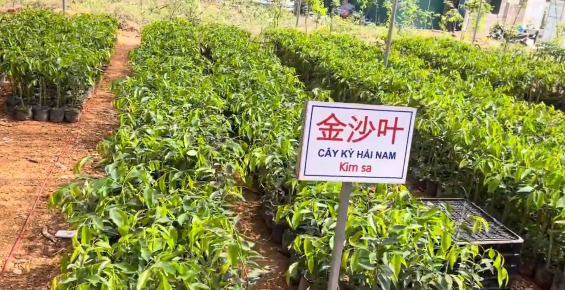 Cục Lâm nghiệp và Kiểm lâm yêu cầu rà soát hoạt động sản xuất, kinh doanh cây "Kỳ Hải Nam"