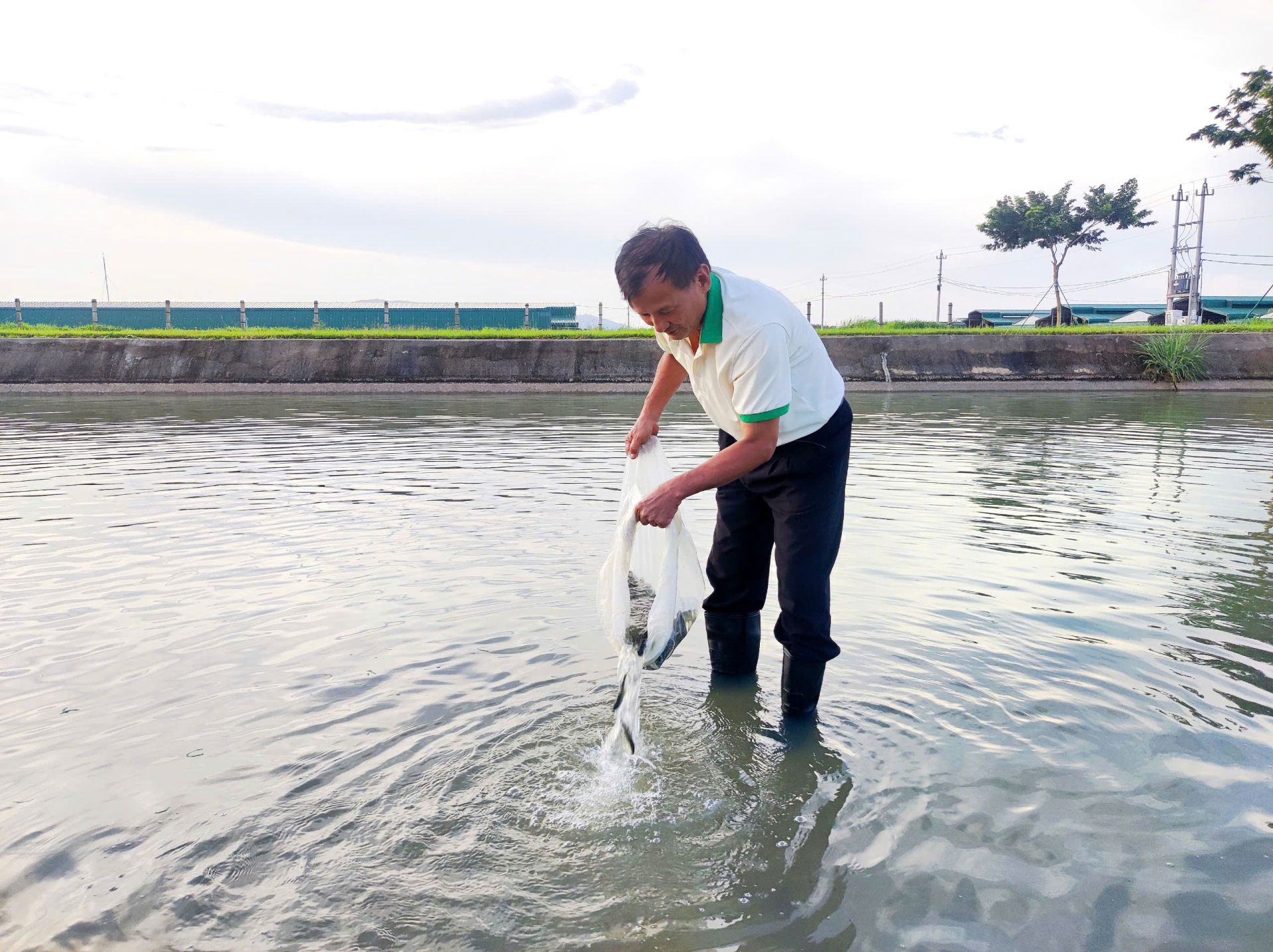 Ông Lê Thanh Hoàng - Giám đốc Xí nghiệp Bò Ea H’Leo tham gia thả cá