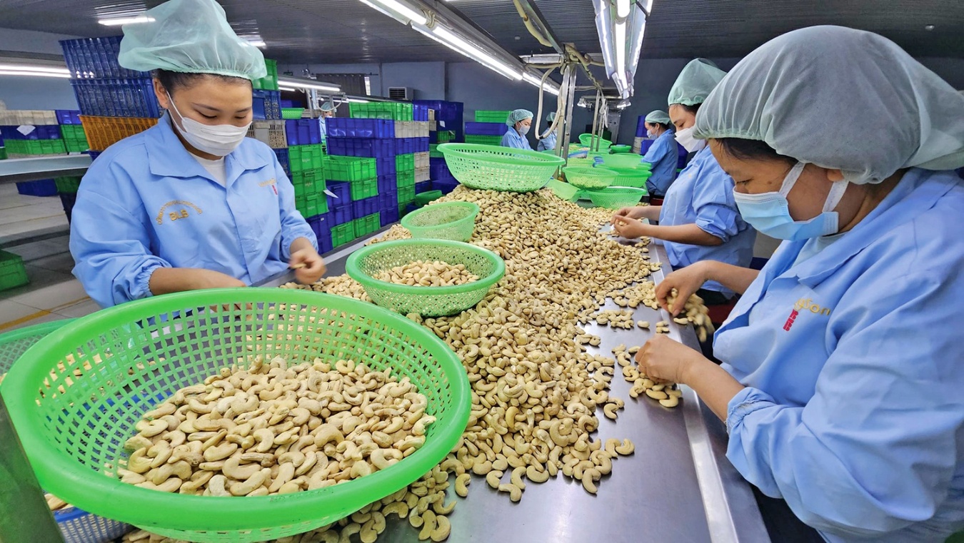 Ngành hạt điều Việt Nam tăng tốc đạt mục tiêu xuất khẩu 4,5 tỷ USD trong năm 2025