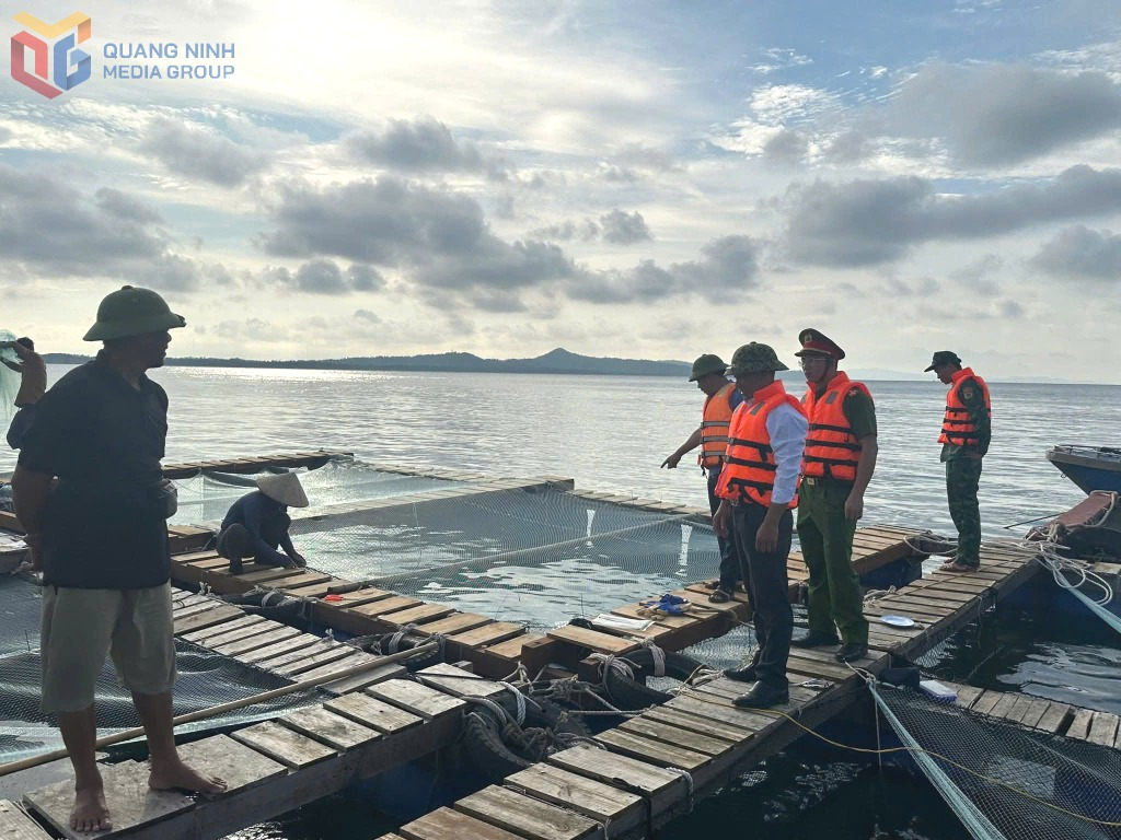 Đồn Biên phòng Thanh Lân, lực lượng Công an với các tổ công tác của đặc khu Cô Tô tuyên truyền, hướng dẫn người dân gia cố lồng bè nuôi trồng và đưa tàu thuyền vào nơi tránh trú bão số 9 an toàn.