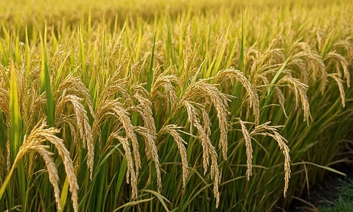 Giá lúa gạo hôm nay ngày 22/9: Lúa tươi chững giá. (Ảnh minh họa) Giá lúa gạo hôm nay ngày 22/9: Lúa tươi chững giá. (Ảnh minh họa)