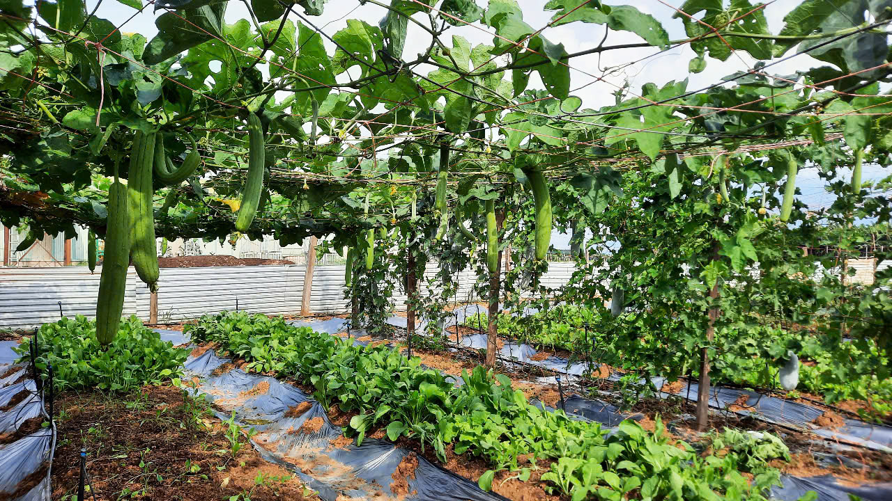 Chủ động tăng gia sản xuất, nâng cao chất lượng bữa ăn cho người lao động