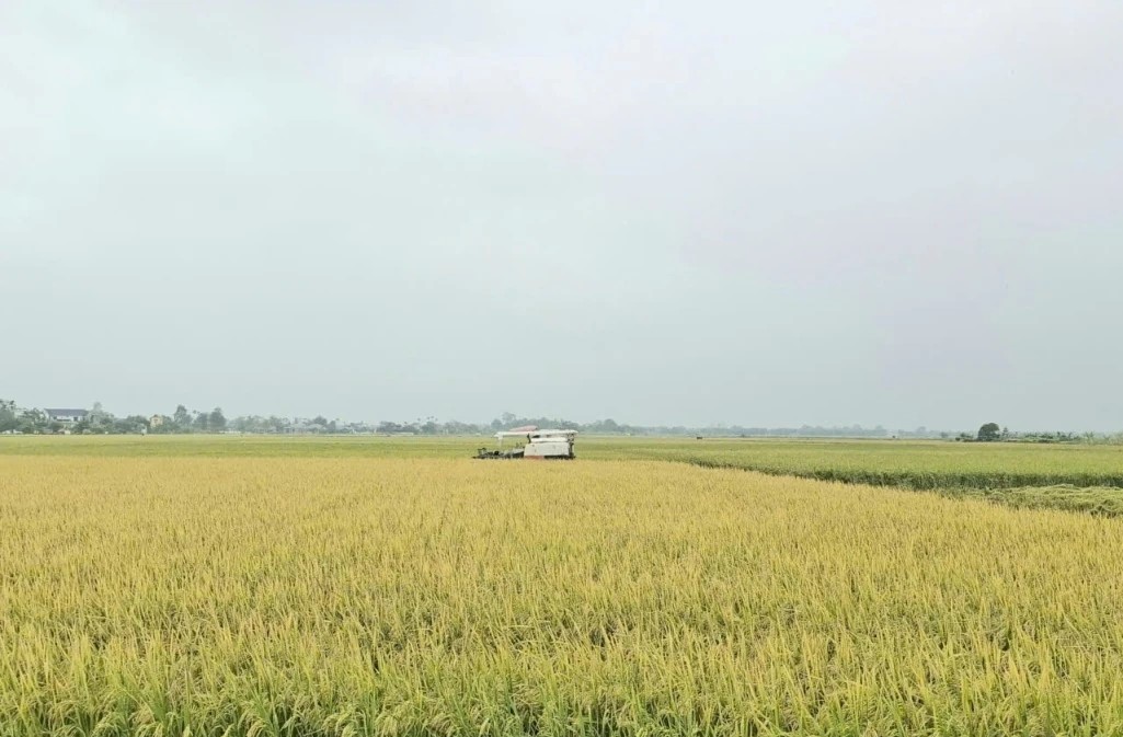 các địa phương trong tỉnh Thanh Hóa đang tập trung cao độ thu hoạch lúa thu mùa