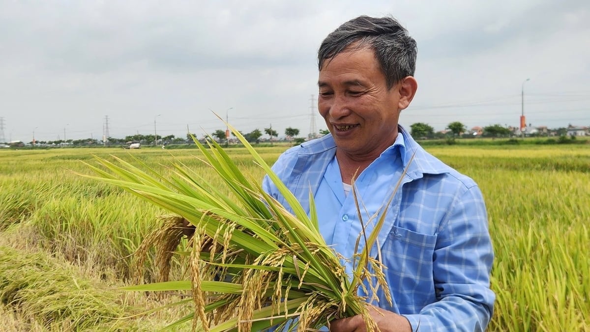 Giá lúa gạo hôm nay ngày 23/9: Giá lúa gạo trong nước đi ngang, gạo xuất khẩu đảo chiều giảm. (Ảnh minh họa)
