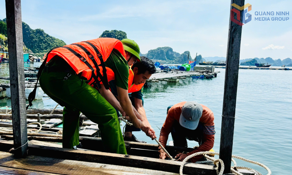 Các lực lượng hỗ trợ ngư dân chằng buộc, gia cố bè nuôi trồng thủy sản tại cảng Cái Rồng.