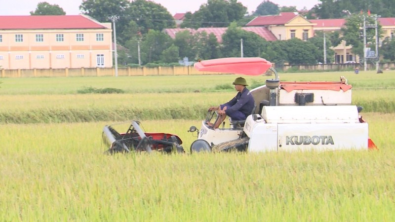 Tính đến sáng 23/9, toàn tỉnh Thanh Hóa đã thu hoạch được 52.500ha,