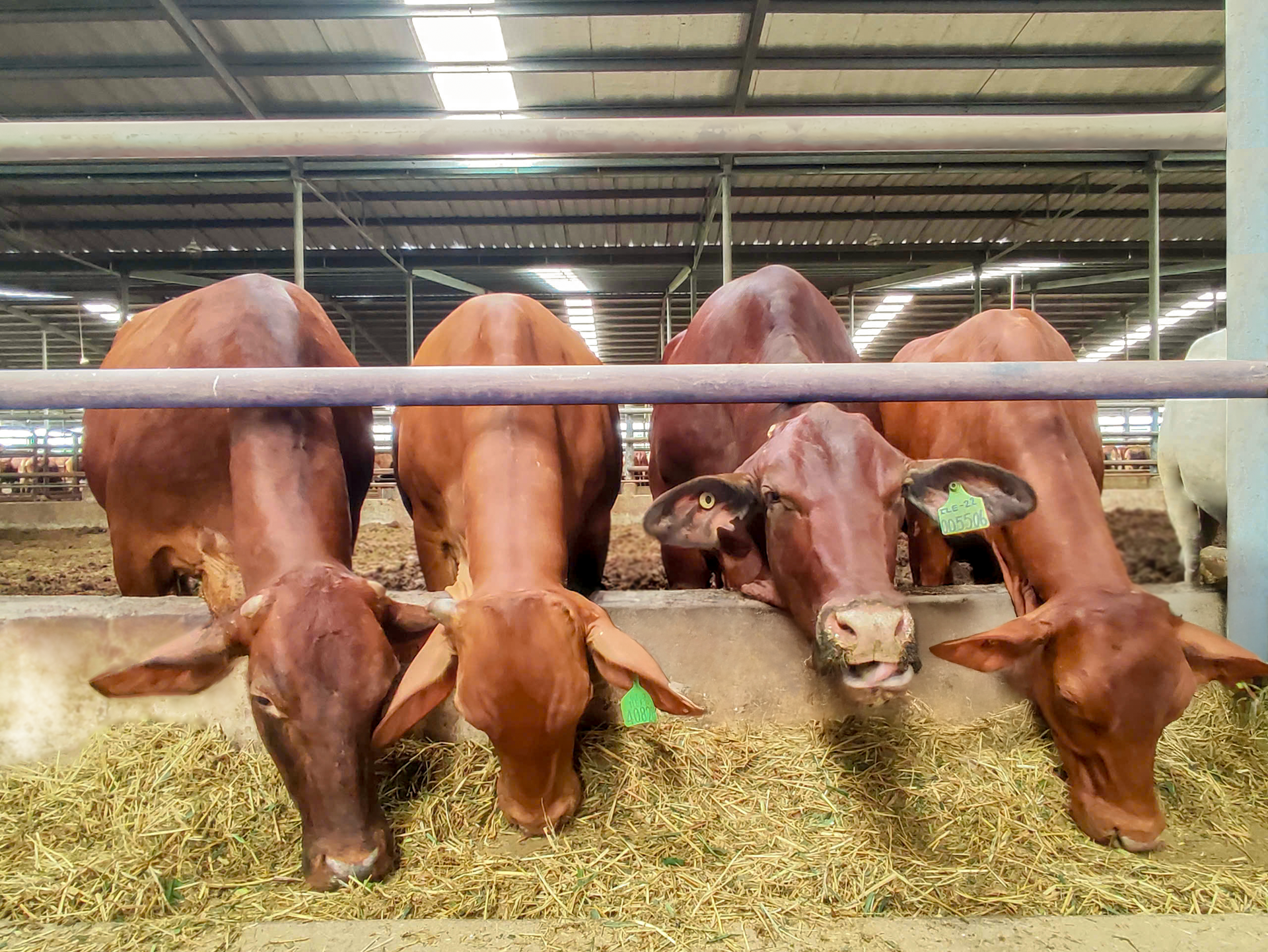 Chip được gắn trên tai của bò