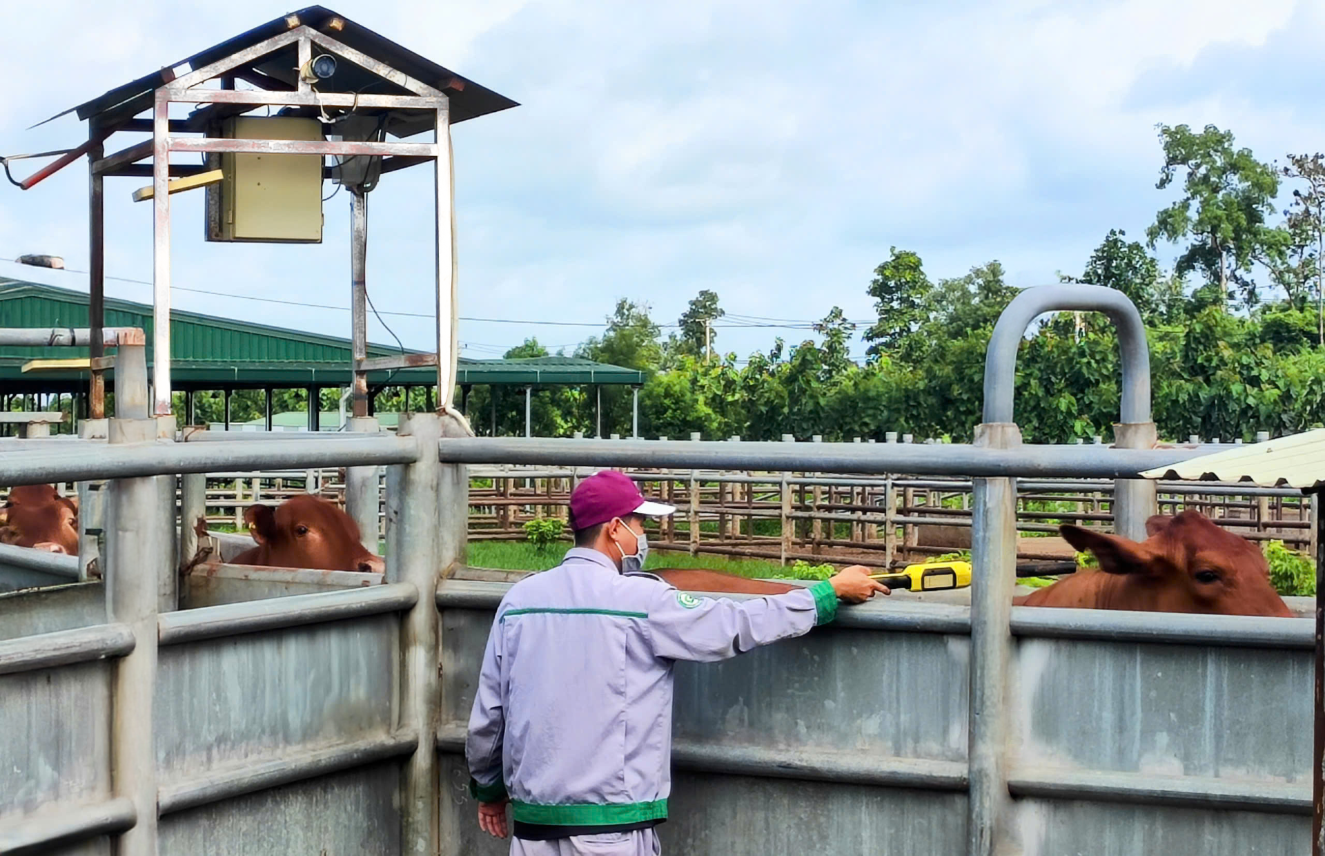 Công nhân dùng gậy đọc chip thu thập thông tin