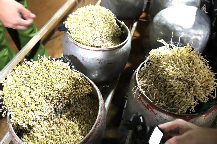 Số lượng giá đã được dùng chất kích thích đang trong thời kỳ sinh trưởng.