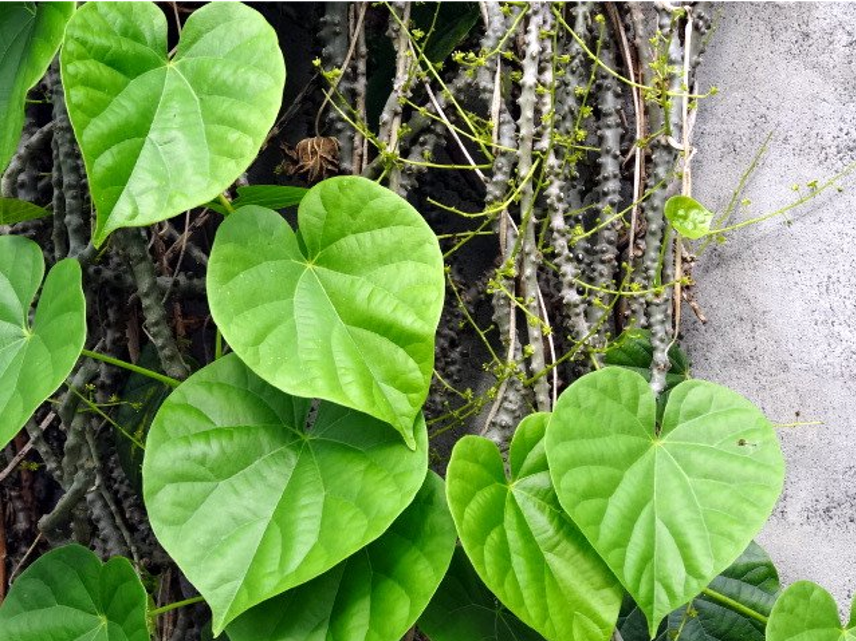 Dây đau xương là bài thuốc giúp giảm đau mỏi khớp tại nhà