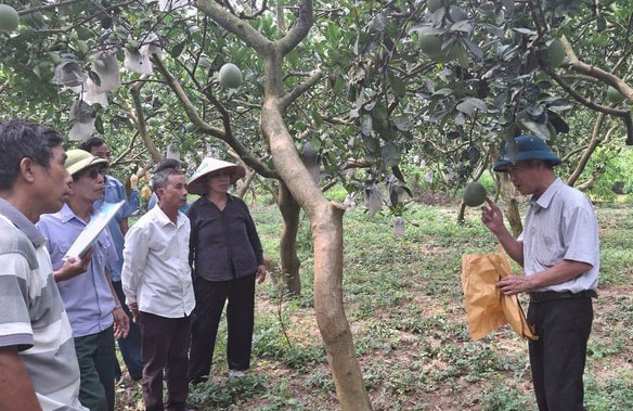 Hà Nội: Đưa một số giống bưởi mới vào sản xuất theo tiêu chuẩn VietGAP