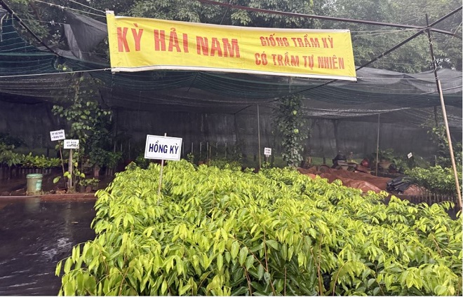 Bán công khai giống cây nhập lậu. Ảnh: VOV Bán công khai giống cây nhập lậu. Ảnh: VOV