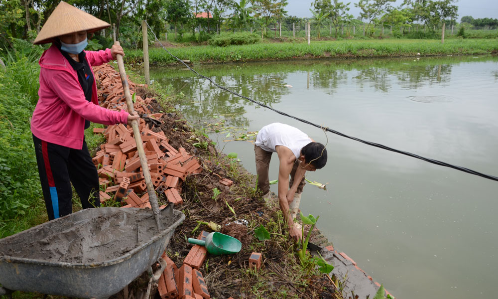 Với diện tích ao đất 2,8 ha nuôi các loại cá chép, rô phi đơn tính theo hướng VietGAP, gia đình bà Mai Thị Bích Việt, xã Tân Chi chủ động xây cao bờ ao, chuẩn bị máy bơm nước sẵn sàng bơm thoát nước tránh tràn ao gây thất thoát tài sản. Ảnh: