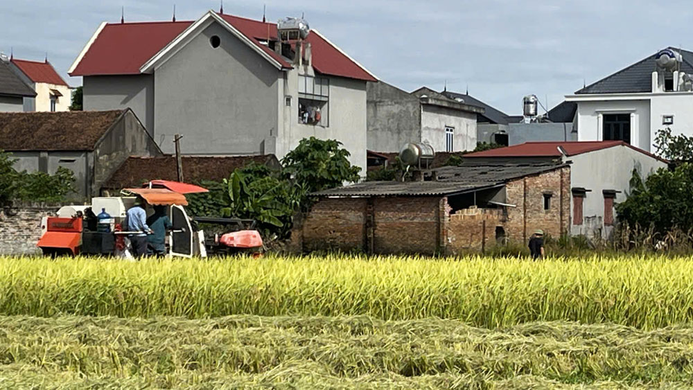 Vụ mùa năm nay, toàn tỉnh có hơn 94 nghìn ha lúa và rau màu. Thực hiện phương châm “xanh nhà hơn già đồng