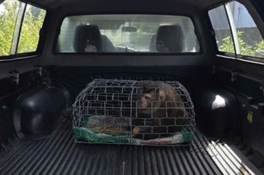 Người dân Quảng Trị giao nộp một cá thể khỉ đuôi lợn quý hiếm