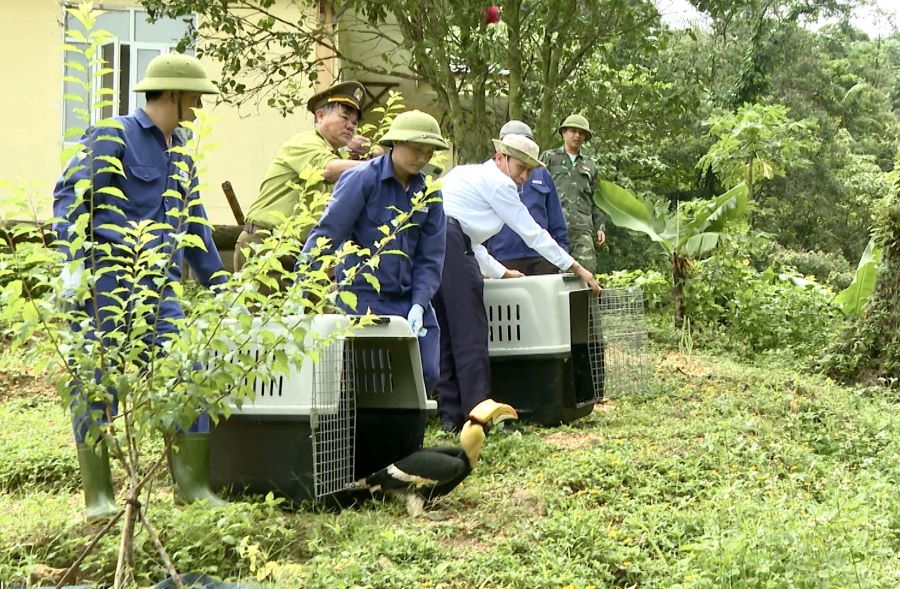 Thả các cá thể chim hồng hoàng về môi trường tự nhiên.