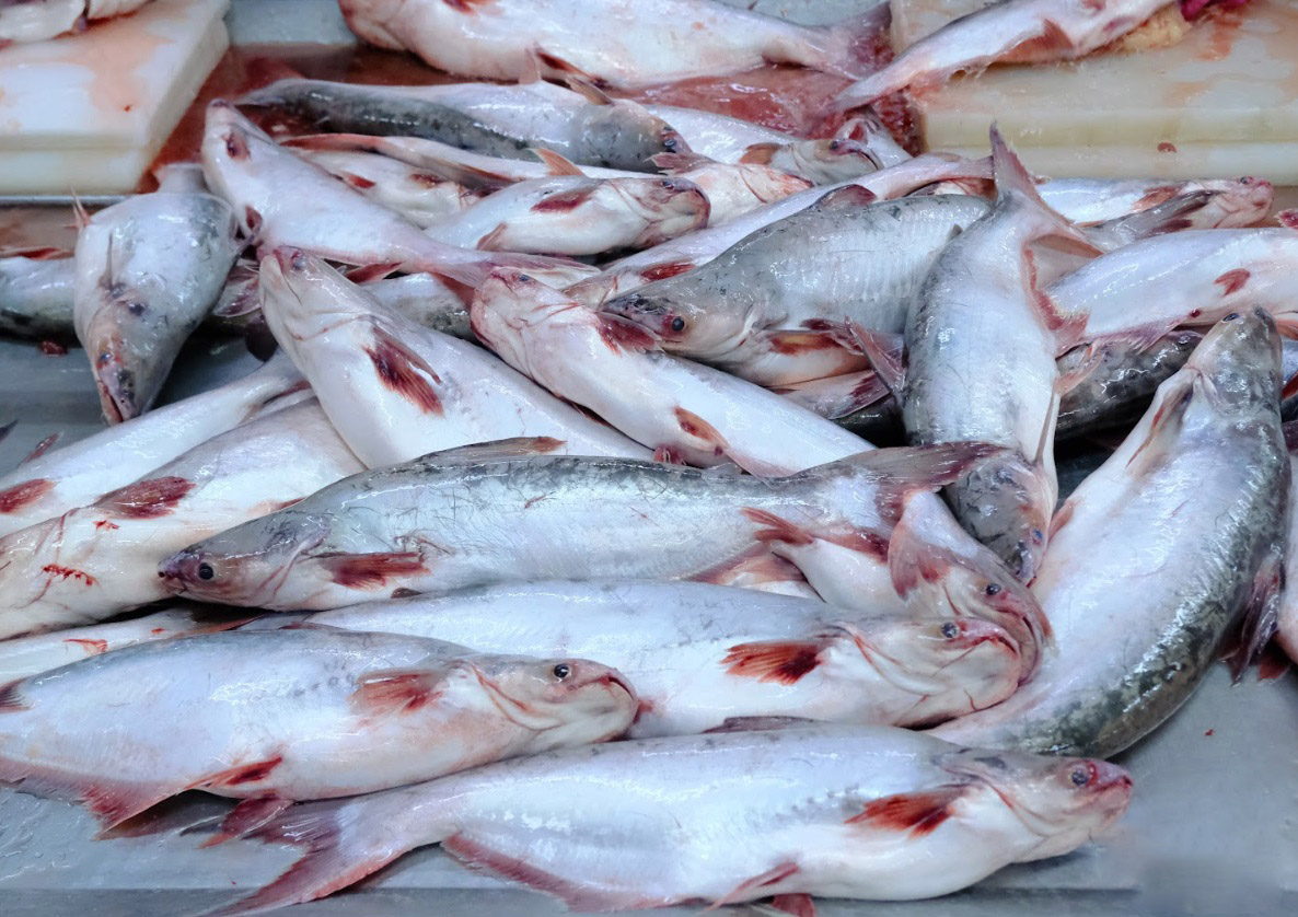 Xuất khẩu cá tra sang Brazil - Quốc gia được coi là cửa ngõ của khu vực Nam Mỹ, đạt 118 triệu USD trong 8 tháng đầu năm 2025.