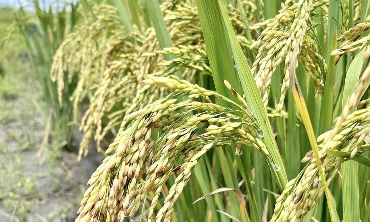 Giá lúa gạo hôm nay ngày 26/9: Thị trường ít biến động. (Ảnh minh họa)