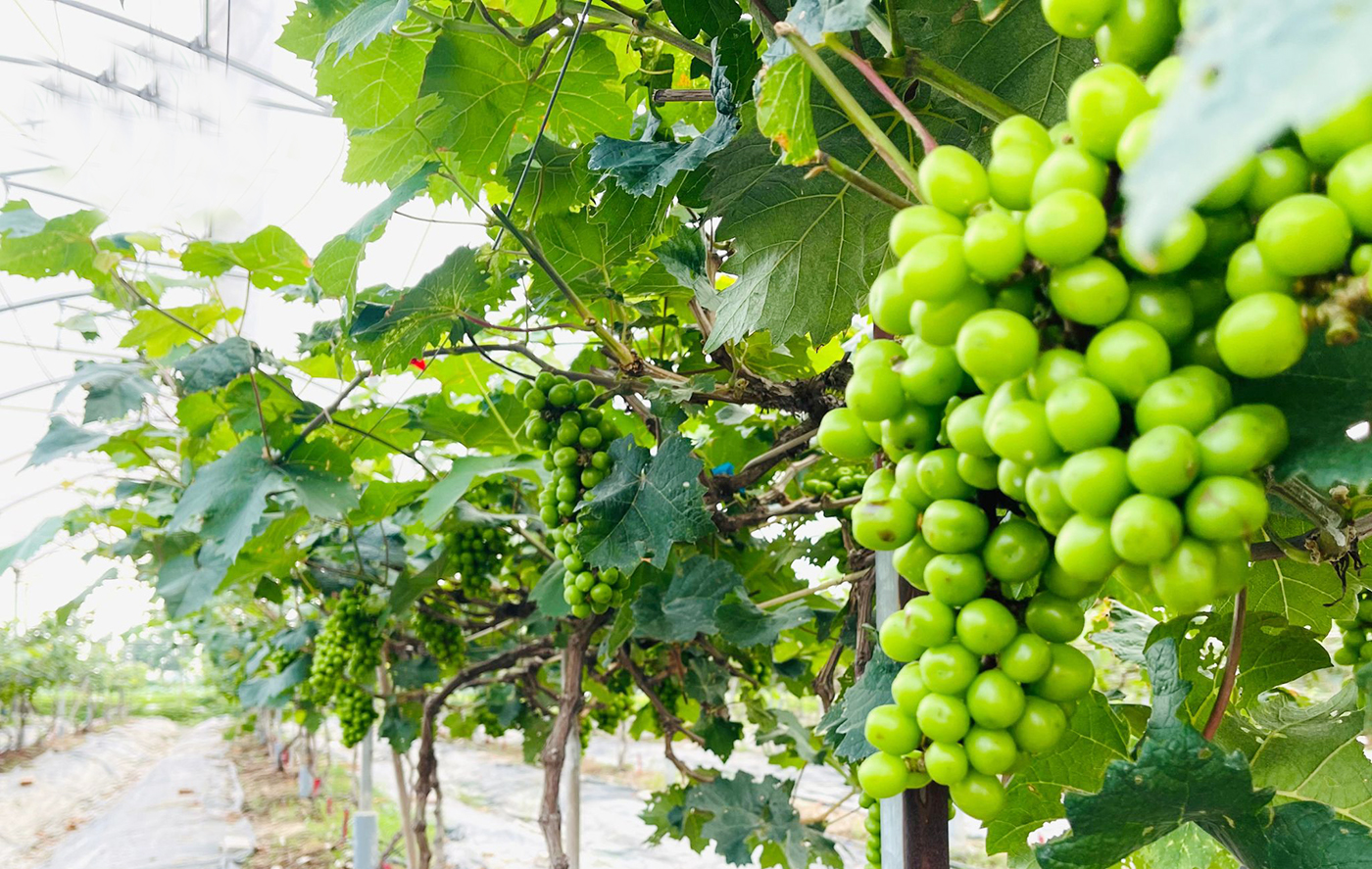 Bắc Ninh tập trung xây dựng nền nông nghiệp hiện đại, hiệu quả và thân thiện với môi trường