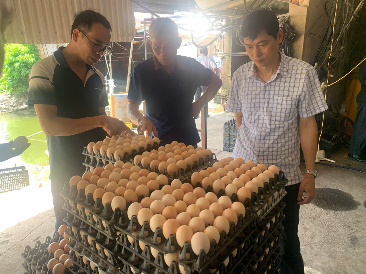 Mô hình chăn nuôi gà đẻ trứng thảo dược theo hướng hạ cholesterol