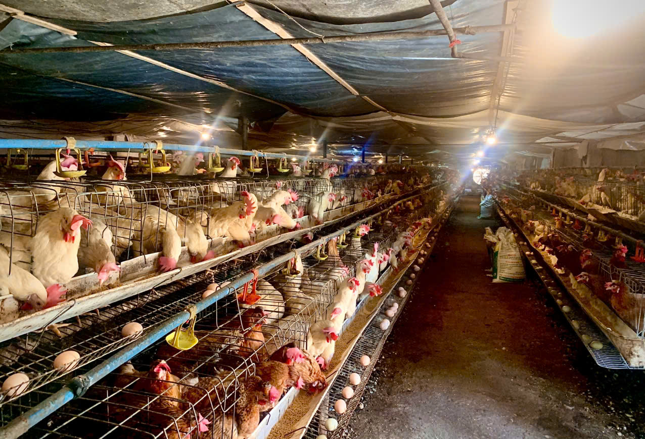 Đàn 2,5 vạn con gà của hộ chăn nuôi ông Đào Văn Thuyên phường Việt Hòa được chăm sóc bằng thức ăn phối trộn thảo dược, hoàn toàn không sử dụng kháng sinh tăng trưởng.