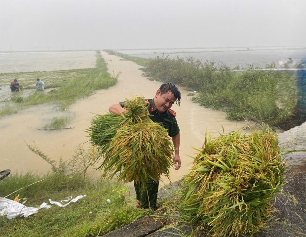 Công an xã giúp người dân thu hoạch lúa trước khi báo vào đất liền. Công an xã giúp người dân thu hoạch lúa trước khi báo vào đất liền.