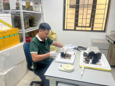 Nghiên cứu xây dựng mô hình thử nghiệm sản xuất giống và nuôi thương phẩm cầu gai đen tại Hải Phòng