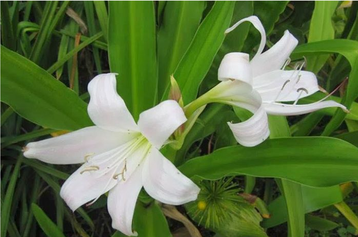 Sản phẩm thảo dược chứa trinh nữ hoàng cung giúp hỗ trợ cải thiện u nang buồng trứng