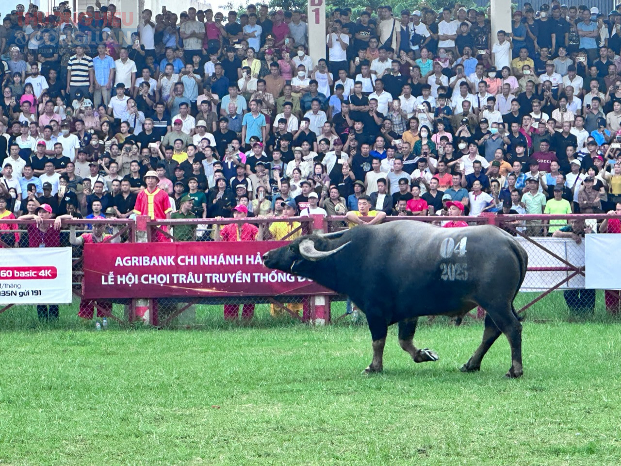 Ông trâu số 04 thắng ở trận đấu số 1. Ông trâu số 04 thắng ở trận đấu số 1.