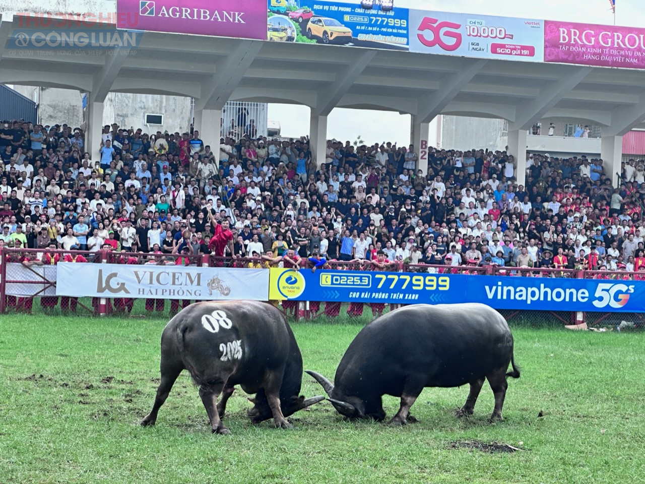 Ở trận đấu số 2 trâu số 08 của ông Trần Xuân Thắng thắng. Ở trận đấu số 2 trâu số 08 của ông Trần Xuân Thắng thắng.